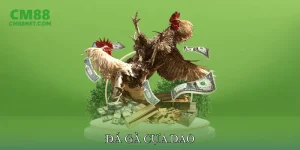 Đá Gà Cựa Dao
